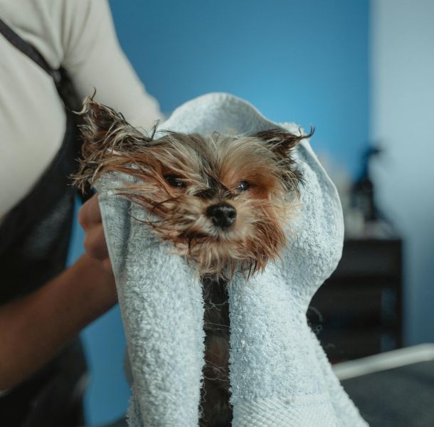 The Lodge of Huntersville A woman gently holds a small dog wrapped in a towel, both appearing cozy and content.
