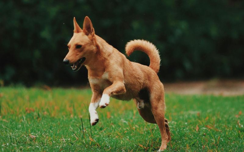 The Lodge of Huntersville A dog joyfully running through a lush green grass field under a clear blue sky.