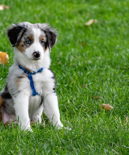 The Lodges of Huntersville A small dog sits in green grass, wearing a leash, looking curiously at its surroundings.