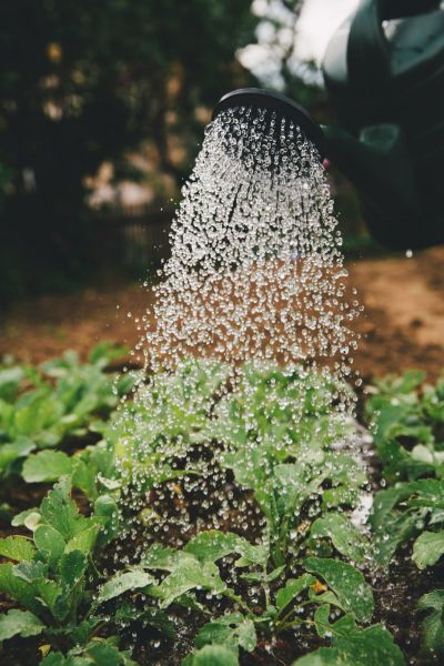 The Lodge of Huntersville: A colorful infographic featuring essential gardening tips for beginners, including planting, watering, and soil care advice.